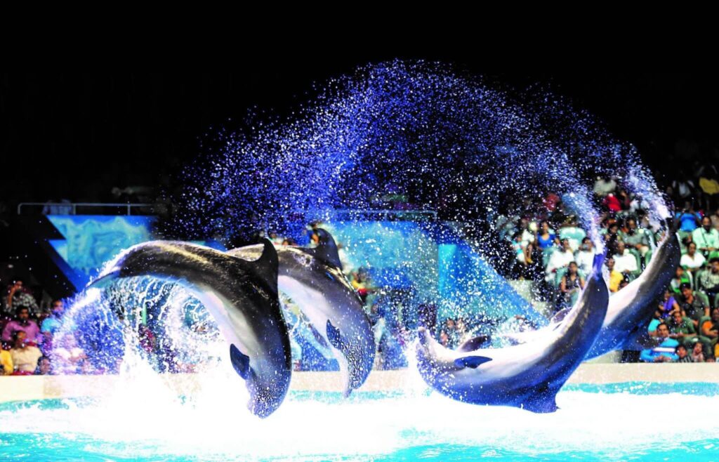 OCEAN DREAM SAMUDRA