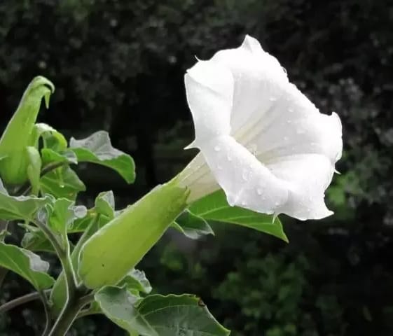 Bunga Kecubung